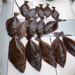 遊漁船 幸友丸 釣果