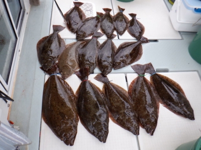 遊漁船 幸友丸 釣果