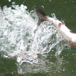 小菅トラウトガーデン 釣果