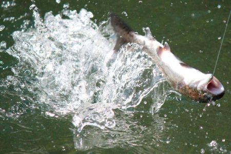 小菅トラウトガーデン 釣果