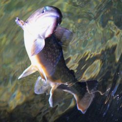 小菅トラウトガーデン 釣果