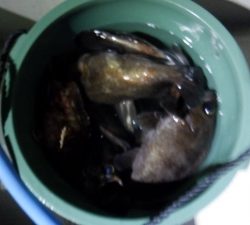 遊漁船 幸友丸 釣果