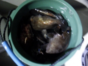 遊漁船 幸友丸 釣果