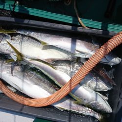 海龍丸(福岡) 釣果