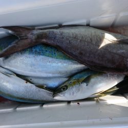 海龍丸(福岡) 釣果