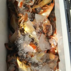 モンロー号 釣果