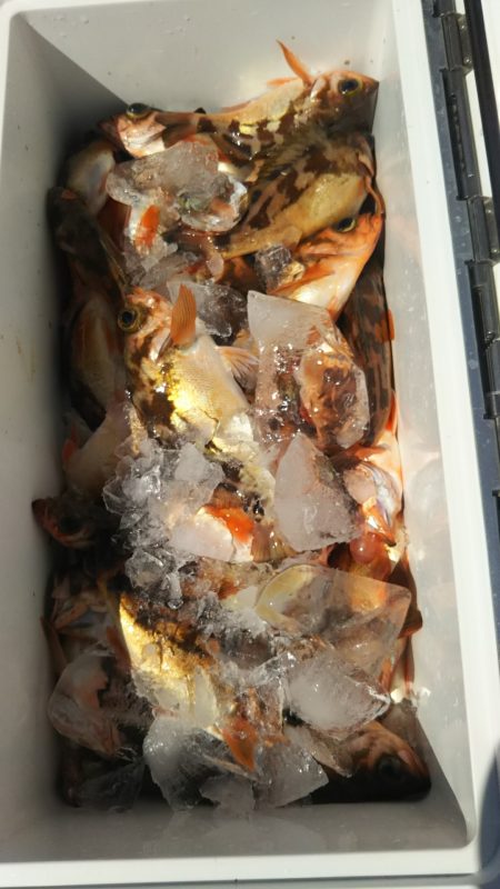 モンロー号 釣果