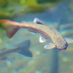 小菅トラウトガーデン 釣果