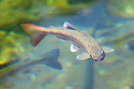 小菅トラウトガーデン 釣果