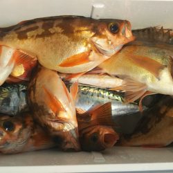 モンロー号 釣果