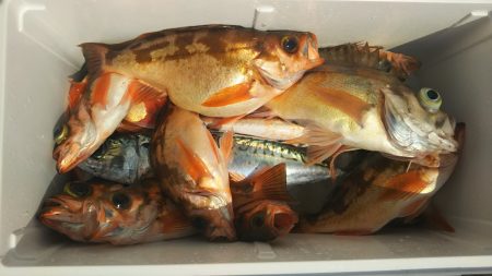 モンロー号 釣果