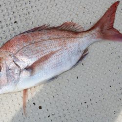 松本釣船2 釣果