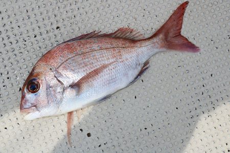 松本釣船2 釣果