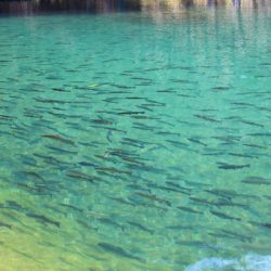 小菅トラウトガーデン 釣果