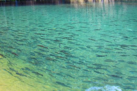 小菅トラウトガーデン 釣果