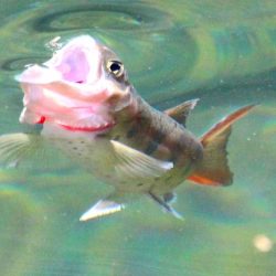 小菅トラウトガーデン 釣果