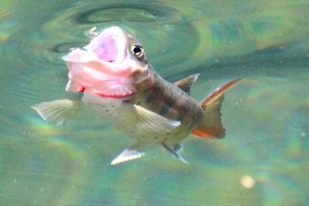 小菅トラウトガーデン 釣果