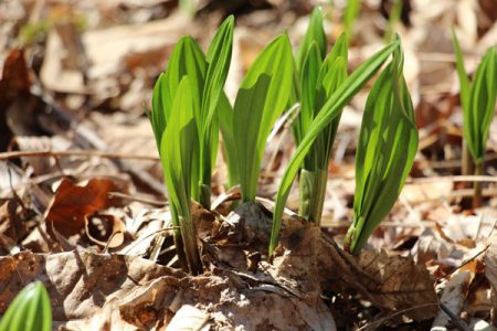 小菅トラウトガーデン 釣果