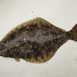 松本釣船２ 釣果