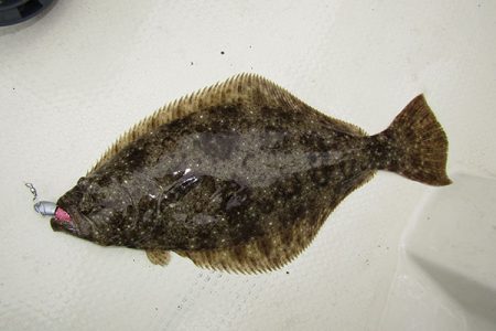 松本釣船２ 釣果