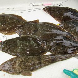 松本釣船２ 釣果