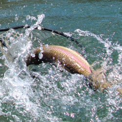 小菅トラウトガーデン 釣果