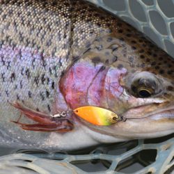 小菅トラウトガーデン 釣果