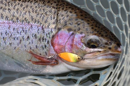 小菅トラウトガーデン 釣果