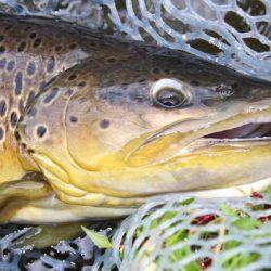 小菅トラウトガーデン 釣果