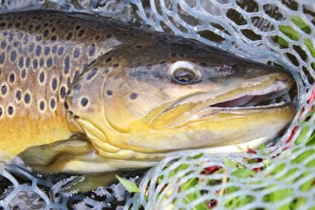 小菅トラウトガーデン 釣果