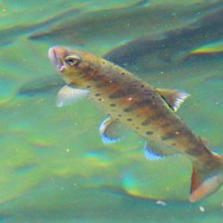 小菅トラウトガーデン 釣果