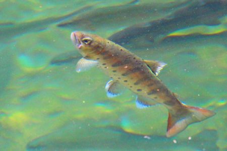 小菅トラウトガーデン 釣果