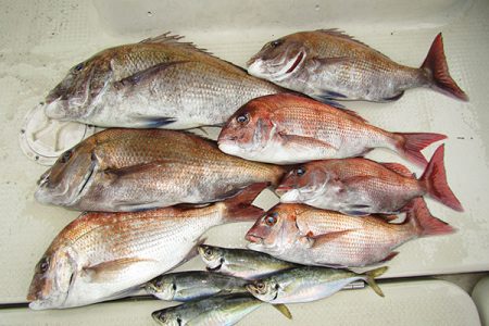 松本釣船２ 釣果