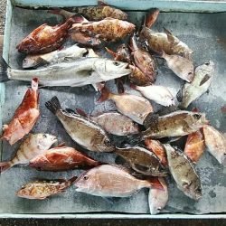 明神釣船 釣果