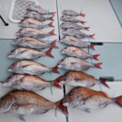 遊漁船 幸友丸 釣果