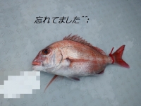 遊漁船 幸友丸 釣果