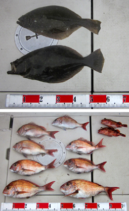 来温丸（らいおんまる） 釣果