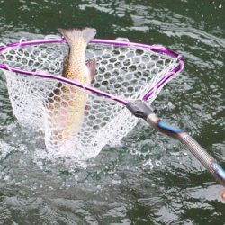 小菅トラウトガーデン 釣果