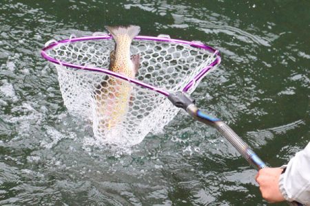 小菅トラウトガーデン 釣果