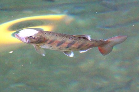 小菅トラウトガーデン 釣果