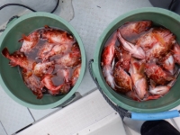 遊漁船 幸友丸 釣果