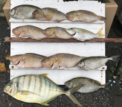 本部釣りイカダ 釣果