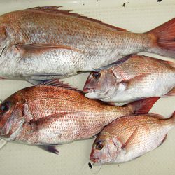 松本釣船２ 釣果