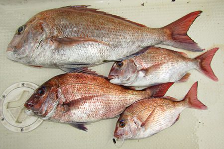 松本釣船２ 釣果