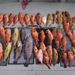 第二一之紀丸(ダイニイチノキマル) 釣果