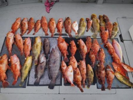 第二一之紀丸（ダイニイチノキマル） 釣果