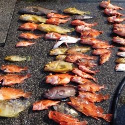 第二一之紀丸(ダイニイチノキマル) 釣果