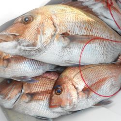 こうゆう丸 釣果