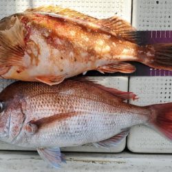 遊漁船　ニライカナイ 釣果