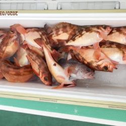 第二むつ漁丸 釣果